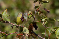 MacGillivray's Warbler - Fall Migration -4