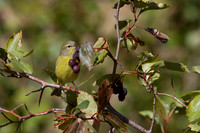 MacGillivray's Warbler - Fall Migration -5