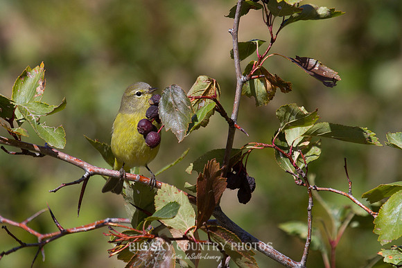 MacGillivray's Warbler - Fall Migration -5