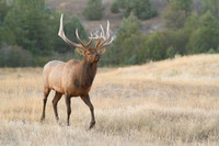 bull ellk