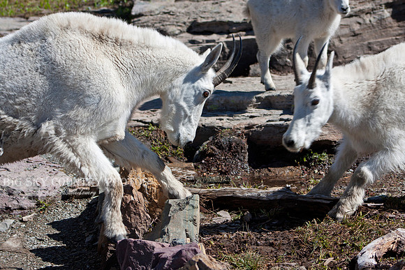 billy mountain goats facing off