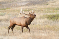 bull ellk