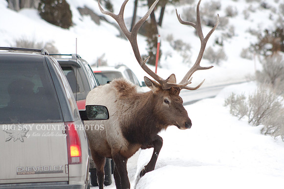 Bull elk crossing the road in front of a Suburban to access a game trail through deep snow