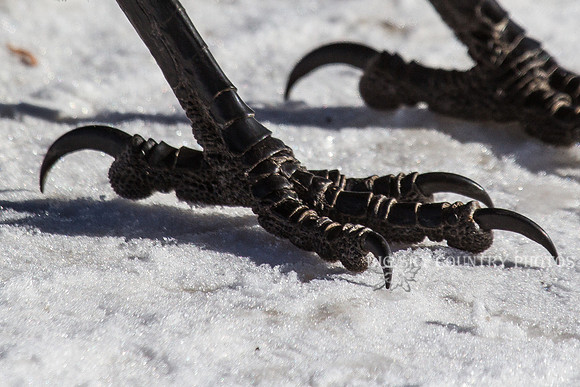 common raven feet closeup