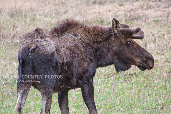 bull moose with growing antlers in velvet