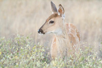 white tail fawn deer in spots