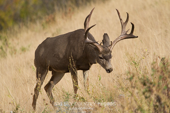 mule deer buck