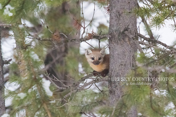 Lucky Strike - Pine Marten 17