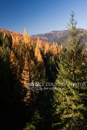 Fall Western Larch Tree Color 2013 -5