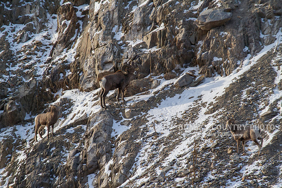 Bonner Bighorn Herd December 2014 -8