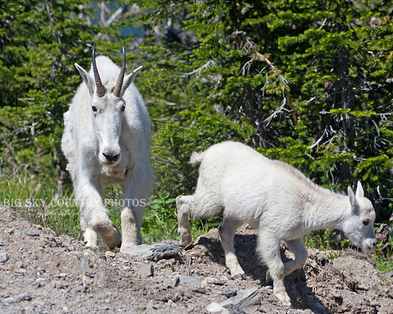mountain goat kid leading his mother nanny mountain goat