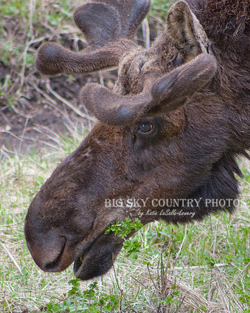 bull moose with growing antlers in velvet