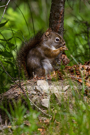 red squirrel shredding western larch cone