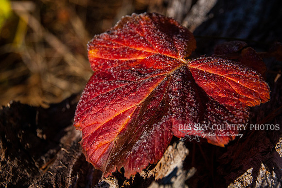 frost covered wild flowers and foliage
