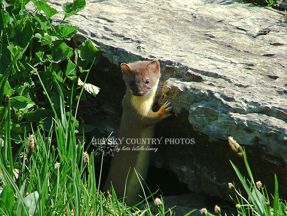 Weasel At Den