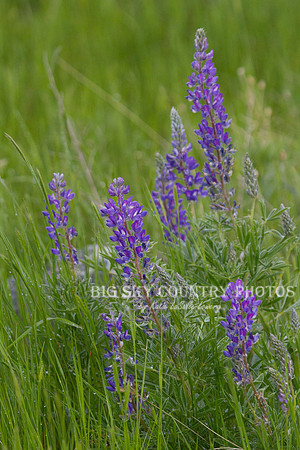 Bloomin' Lupin - NBR '12
