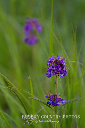Small-flowered Penstemon NBR '12