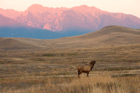 Mission Mountain Wapiti -3