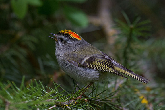 Golden-crowned Kinglet - Male 5