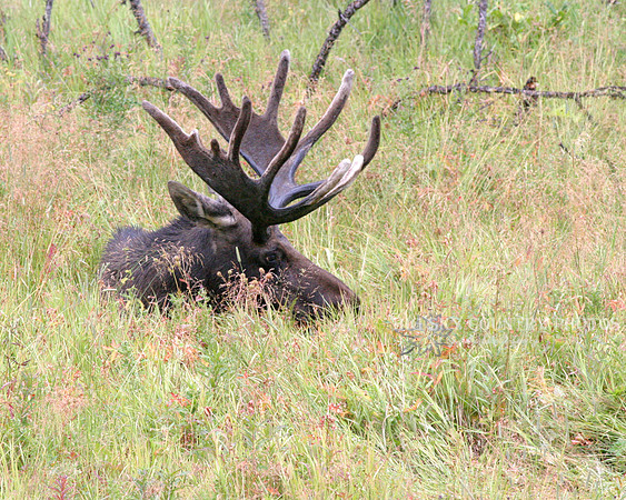 large bull moose with mature antlers still in velvet