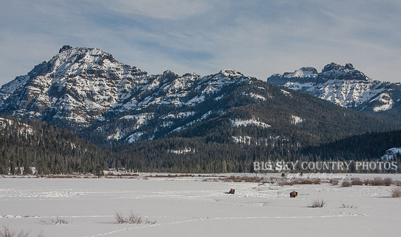 snow covered Round Praire in Yellowstone National Park with Amphitheater and Abiathar mountains in the background and bison in the meadow