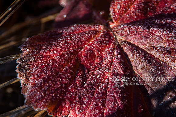 frost covered wild flowers and foliage