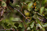 MacGillivray's Warbler - Fall Migration -3