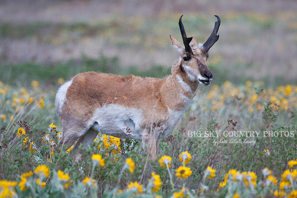 pronghorn antelope buck grazing in arrowleaf balsamroot flowers