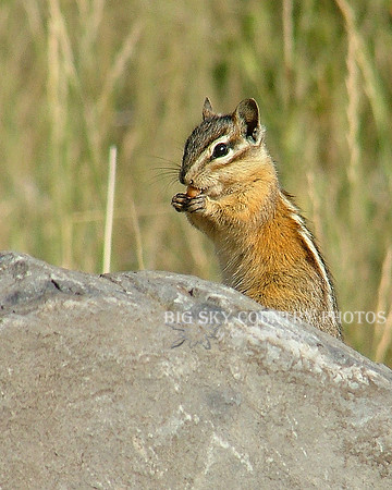 A chipmunk nibbles on a seed