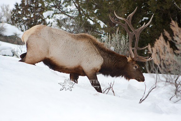 A bull elk on a beaten path through the several-feed-deep snow.