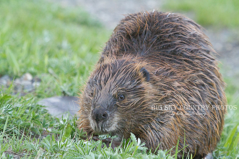 Muskrat Country Big Sky Country | Beavers & Muskrats