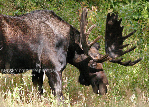 large bull moose with mature antlers still in velvet