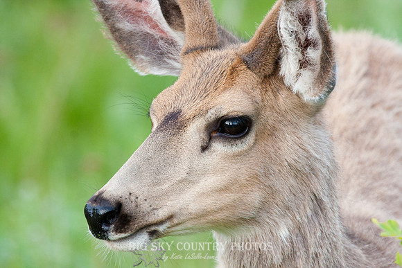 headshots of a young mule deer buck with antlers in velvet