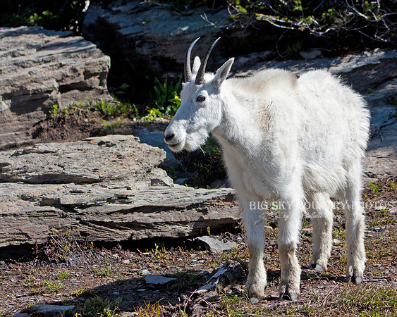 nanny mountain goat