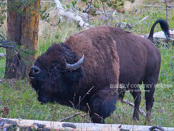 bull bison with nostrils flared, mouth open, and tail raised