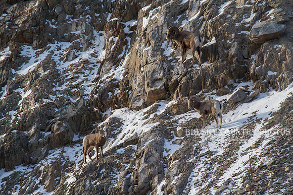 Bonner Bighorn Herd December 2014 -9