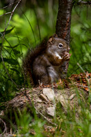 red squirrel shredding western larch cone