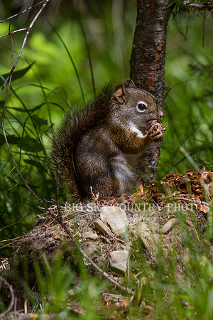 red squirrel shredding western larch cone