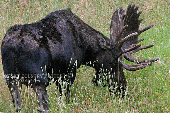 large bull moose with mature antlers still in velvet