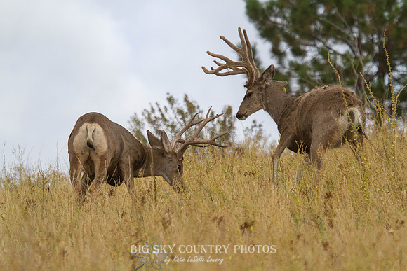 mule deer buck