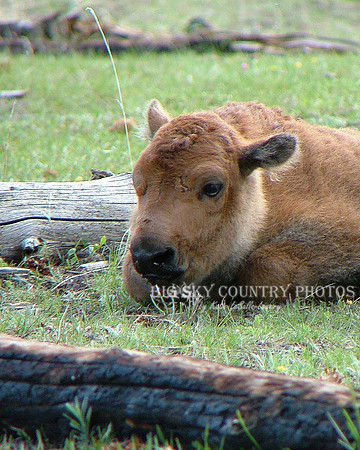 Newborn Bison Calf 2