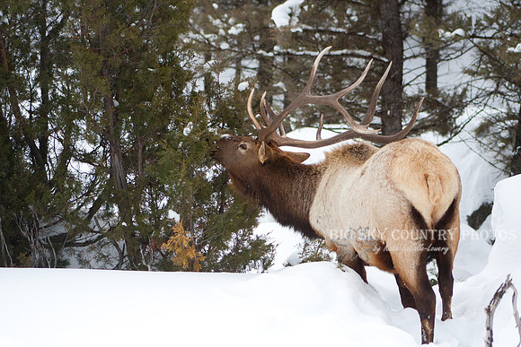 A bull elk takes his dinner where he can find it when deep snow covers the "standing hay."