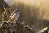 Rock Wren 2