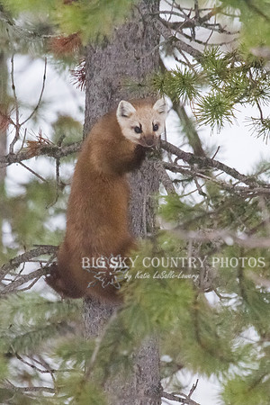 Lucky Strike - Pine Marten 8