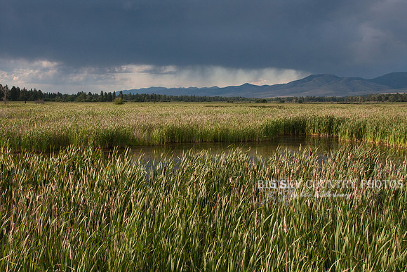 Summer Thunder -4