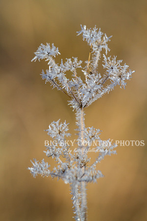 frost covered wild flowers and foliage