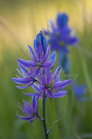 Camas 3 - Packer Meadow - '12