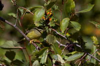 MacGillivray's Warbler - Fall Migration