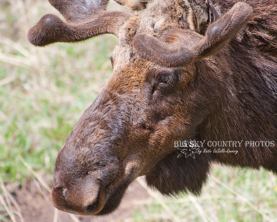 bull moose with growing antlers in velvet