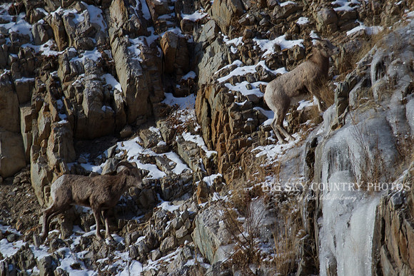 Bonner Bighorn Herd December 2014 -5